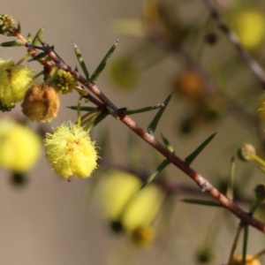 Acacia ulicifolia at Castle Creek, VIC - 10 Jul 2021 02:16 PM