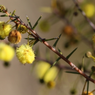 Acacia ulicifolia (Prickly Moses) at Wodonga - 10 Jul 2021 by Kyliegw