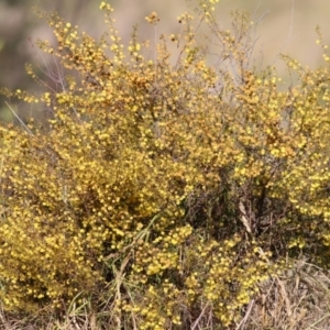 Acacia ulicifolia at Castle Creek, VIC - 10 Jul 2021