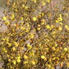 Acacia ulicifolia at Castle Creek, VIC - 10 Jul 2021