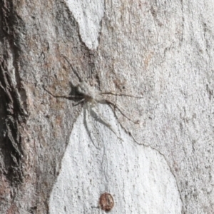 Tamopsis sp. (genus) at Hawker, ACT - 10 Jul 2021