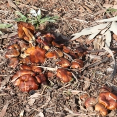 zz agaric (stem; gills not white/cream) at Hawker, ACT - 10 Jul 2021 by AlisonMilton