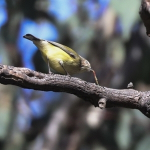 Smicrornis brevirostris at Higgins, ACT - 9 Jul 2021