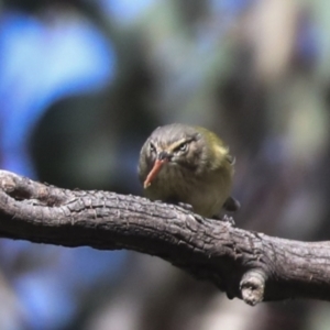 Smicrornis brevirostris at Higgins, ACT - 9 Jul 2021