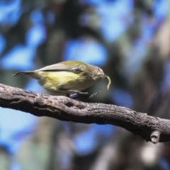 Smicrornis brevirostris at Higgins, ACT - 9 Jul 2021