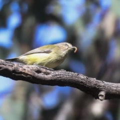 Smicrornis brevirostris at Higgins, ACT - 9 Jul 2021