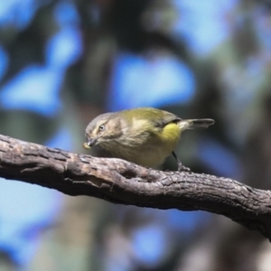 Smicrornis brevirostris at Higgins, ACT - 9 Jul 2021