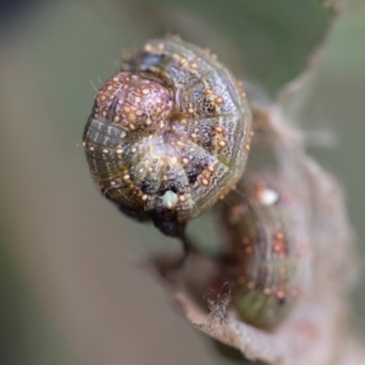 Mnesampela privata (Autumn Gum Moth) at Hawker, ACT - 29 Jun 2021 by AlisonMilton