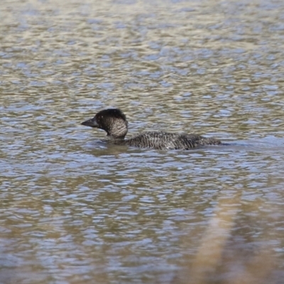 Biziura lobata (Musk Duck) at Isabella Pond - 10 Jul 2021 by RodDeb