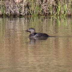 Biziura lobata at Monash, ACT - 10 Jul 2021 11:46 AM