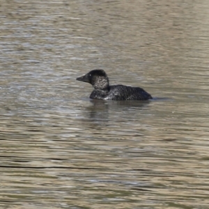 Biziura lobata at Monash, ACT - 10 Jul 2021 11:46 AM