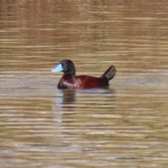 Oxyura australis (Blue-billed Duck) at Isabella Pond - 10 Jul 2021 by RodDeb