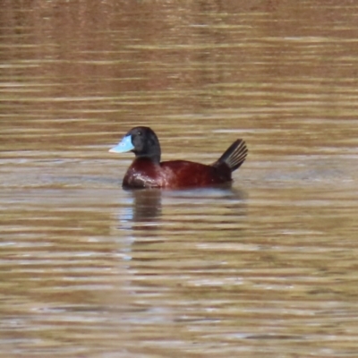 Oxyura australis (Blue-billed Duck) at Isabella Pond - 10 Jul 2021 by RodDeb