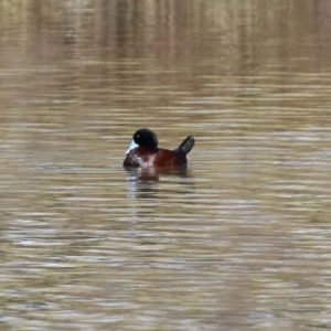 Oxyura australis at Monash, ACT - 10 Jul 2021 12:15 PM