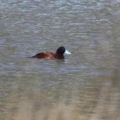 Oxyura australis at Monash, ACT - 10 Jul 2021 12:15 PM