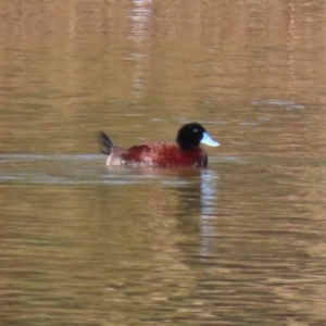 Oxyura australis at Monash, ACT - 10 Jul 2021 12:15 PM