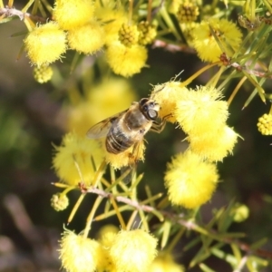 Trichophthalma sp. (genus) at Castle Creek, VIC - 10 Jul 2021