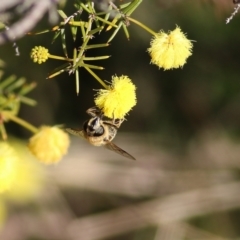 Trichophthalma sp. (genus) at Castle Creek, VIC - 10 Jul 2021