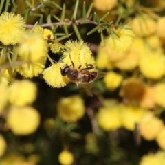 Unidentified Bee (Hymenoptera, Apiformes) at Wodonga - 10 Jul 2021 by Kyliegw