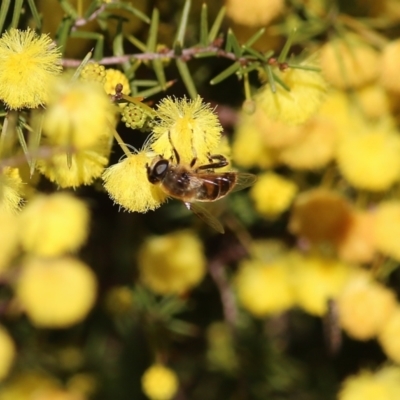 Unidentified Bee (Hymenoptera, Apiformes) at WREN Reserves - 10 Jul 2021 by Kyliegw