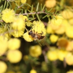 Apis mellifera at Castle Creek, VIC - 10 Jul 2021 02:49 PM