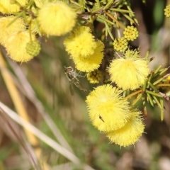 Unidentified Flower-loving fly (Apioceridae) at WREN Reserves - 10 Jul 2021 by Kyliegw