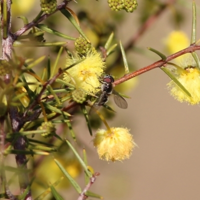 Unidentified True fly (Diptera) at Wodonga - 10 Jul 2021 by Kyliegw