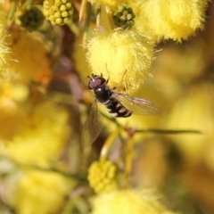 Melangyna sp. (genus) (Hover Fly) at WREN Reserves - 10 Jul 2021 by Kyliegw