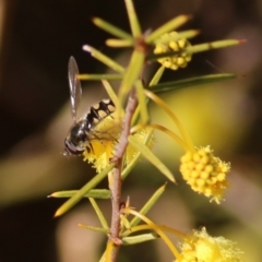 Melangyna sp. (genus) at Castle Creek, VIC - 10 Jul 2021