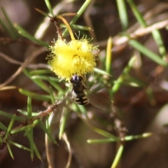 Melangyna sp. (genus) (Hover Fly) at Castle Creek, VIC - 10 Jul 2021 by KylieWaldon