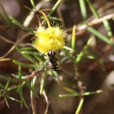 Melangyna sp. (genus) (Hover Fly) at Wodonga - 10 Jul 2021 by Kyliegw