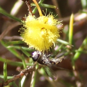 Melangyna sp. (genus) at Castle Creek, VIC - 10 Jul 2021