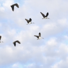 Threskiornis spinicollis (Straw-necked Ibis) at Hawker, ACT - 3 Jul 2021 by AlisonMilton