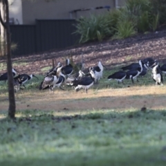 Threskiornis spinicollis at Hawker, ACT - 3 Jul 2021