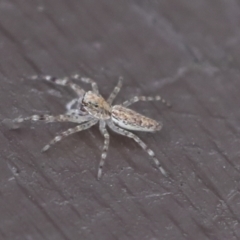 Helpis minitabunda (Threatening jumping spider) at Holt, ACT - 9 Jul 2021 by AlisonMilton