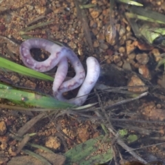 Oligochaeta (class) (Unidentified earthworm) at Holt, ACT - 3 Jul 2021 by AlisonMilton