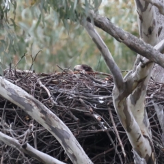 Aquila audax (Wedge-tailed Eagle) at Mount Ainslie - 10 Jul 2021 by jb2602