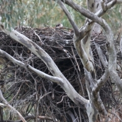 Aquila audax at Ainslie, ACT - suppressed