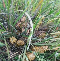 Lomandra multiflora (Many-flowered Matrush) at The Pinnacle - 20 Oct 2020 by sangio7