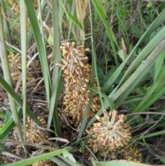 Lomandra multiflora at Holt, ACT - 20 Oct 2020