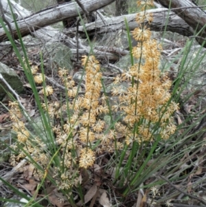 Lomandra multiflora at Hawker, ACT - 25 Oct 2020