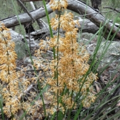 Lomandra multiflora at Hawker, ACT - 25 Oct 2020 03:23 PM