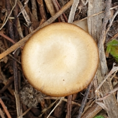 Unidentified Cap on a stem; gills below cap [mushrooms or mushroom-like] at Cook, ACT - 9 Jul 2021 by drakes