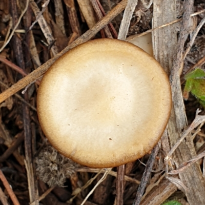 Unidentified Cap on a stem; gills below cap [mushrooms or mushroom-like] at Mount Painter - 8 Jul 2021 by drakes