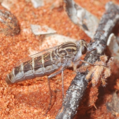Apiocera sp. (genus) (A flower loving fly) at Irymple, NSW - 16 Sep 2020 by Harrisi