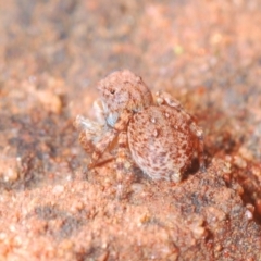 Unidentified Jumping & peacock spider (Salticidae) (TBC) at Irymple, NSW - 16 Sep 2020 by Harrisi