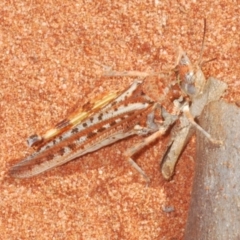 Unidentified Grasshopper (several families) (TBC) at Irymple, NSW - 16 Sep 2020 by Harrisi