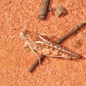 Urnisa guttulosa at Irymple, NSW - 16 Sep 2020