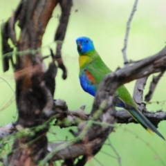 Neophema pulchella (Turquoise Parrot) at Grenfell, NSW - 21 Jan 2011 by Harrisi