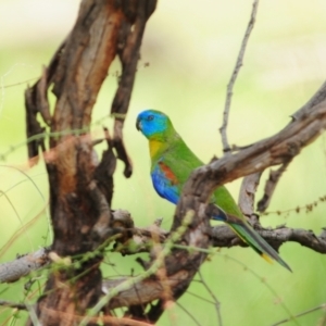 Neophema pulchella at Grenfell, NSW - suppressed